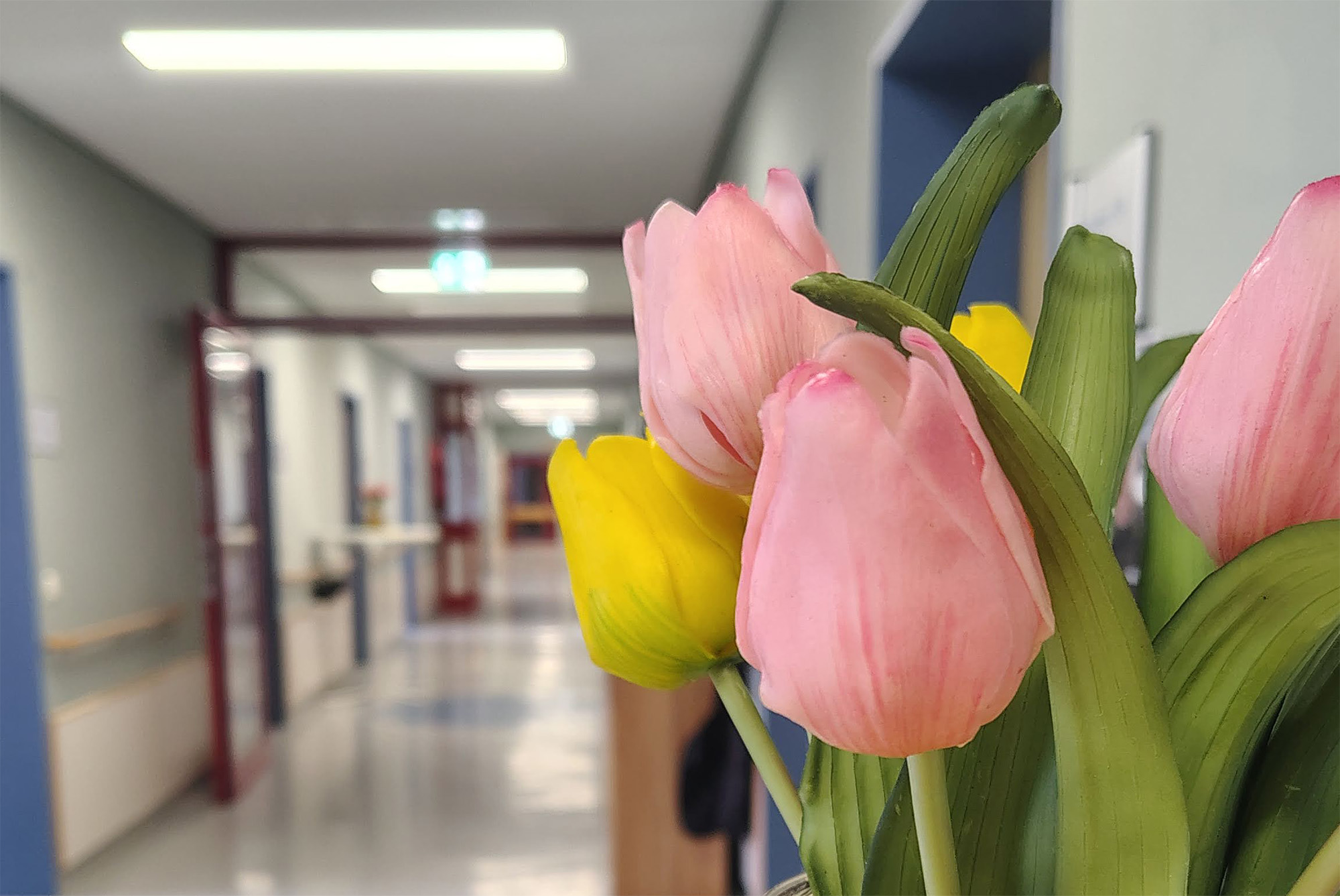 Frühlingsblumen in der WG