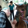 lama_2