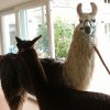 lama_4